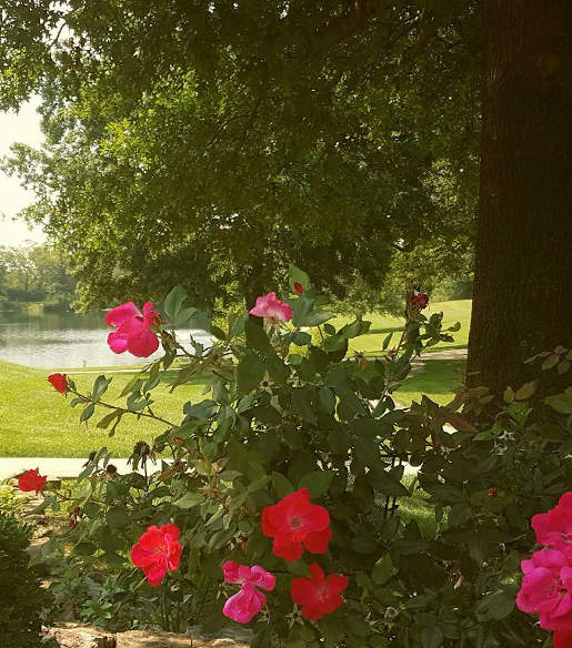 Flowers on Renewal Center campus